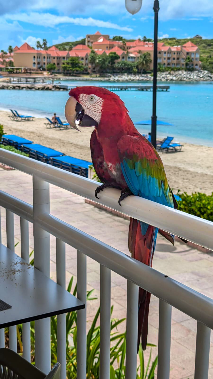 a parrot sitting on a railing